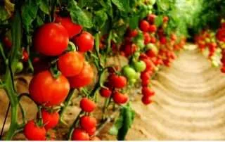 patents on tomato