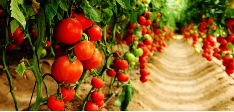 patents on tomato